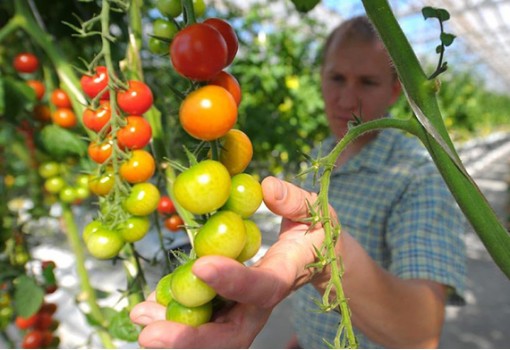 Kroky k úspěšné sklizni a pěstování rajčat.