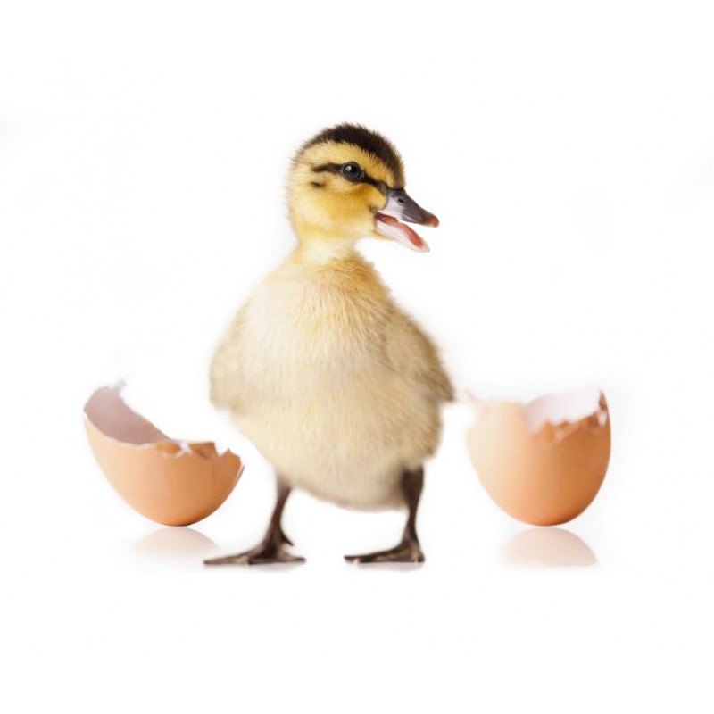 Hnízdo snáškové pro slepice potřebuje plastový podkladek, umělé vejce povzbudí k snesení kam potřebujete