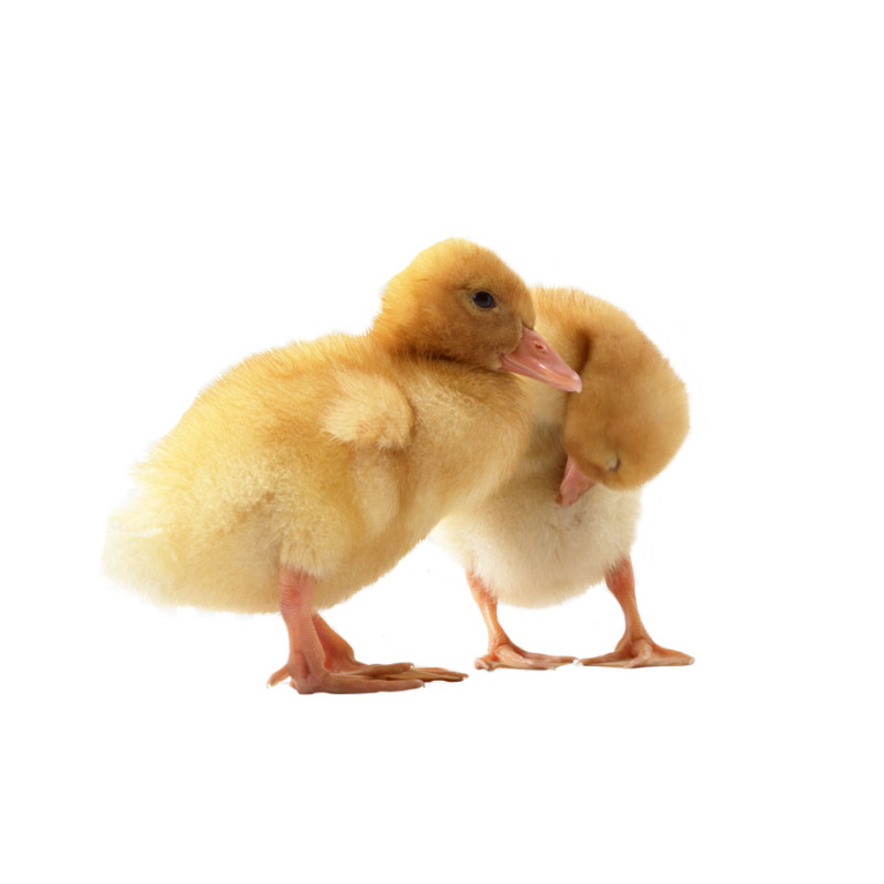 Infražárovka Kerbl 175 W, čirá tepelná lampa pro ohřev a světlo pro kuřata a křepelky, 1 kus v balení