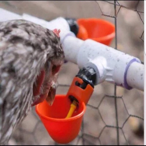 Doplňkové krmivo pro drůbež Röhnfried Broncho Protect  0,5 l proti nedostatkům podmíněným krmením