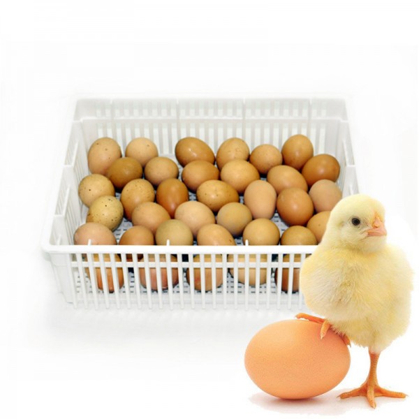 Košík na vylíhnutí vajec Cimuka 33 x 28 x 10 cm, uzavíratelný košík na kuřata
