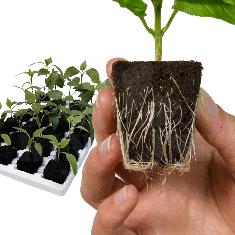 Sadbovací kostky Root Riot 100, bez Sadbovače, napuštěny stopovými živinami pro výživu mladých rostlin
