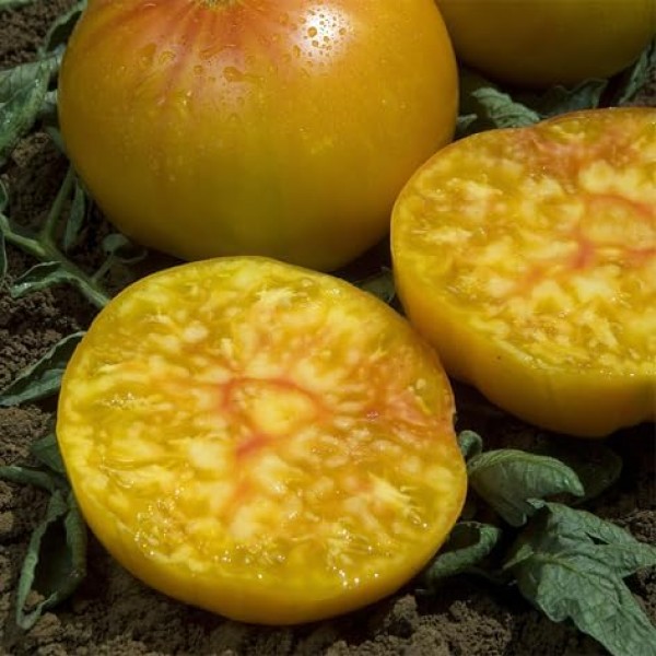 Rajčata Ananas masová - Sada semen, rajčat z biologického zemědělství, sada na zahradu,  pro skleník a záhon