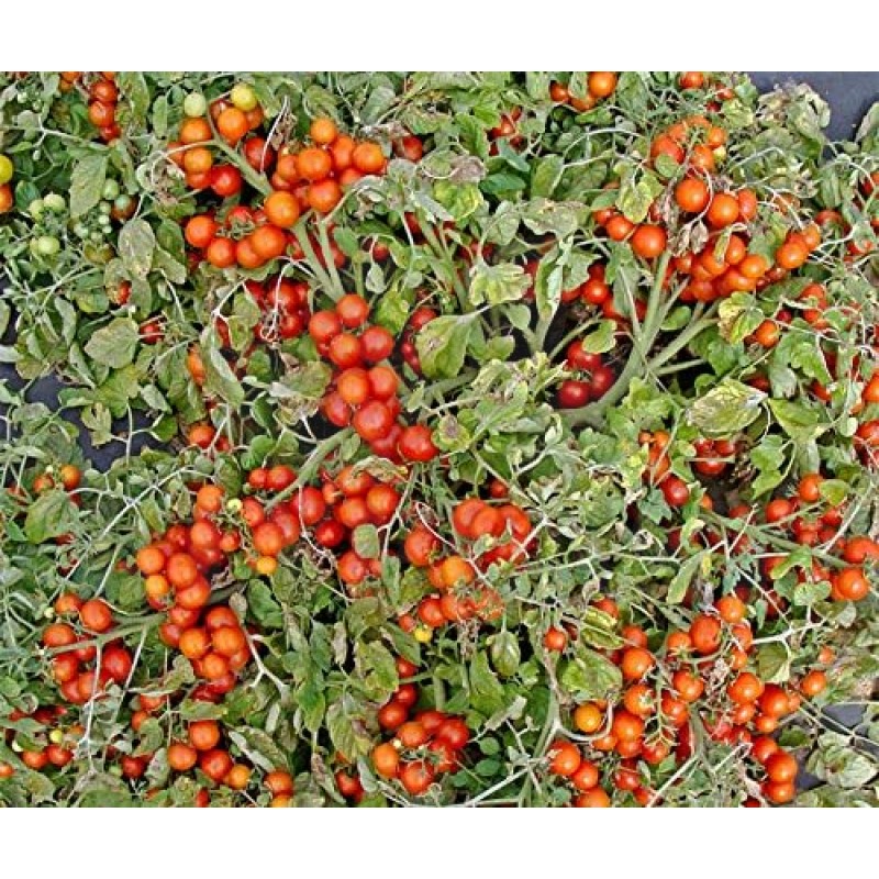 Rajčata Bajaja - Sada BIO semen, rajčat z biologického zemědělství, sada na balkon,  pro truhlík a květináč