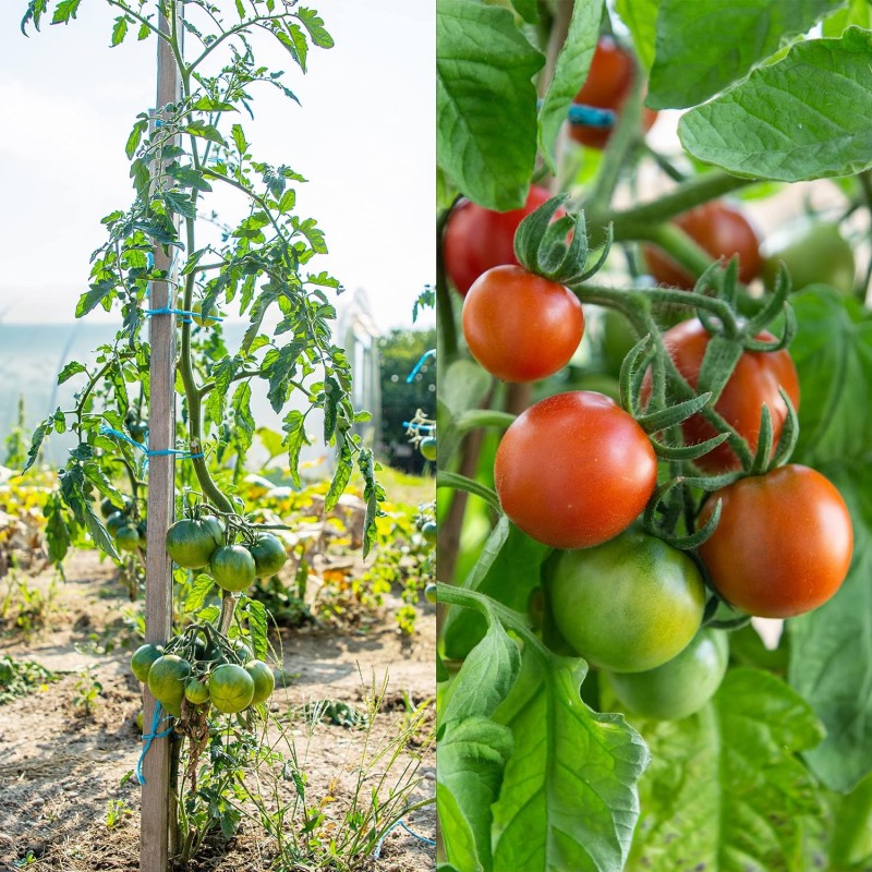 Rajčata - Sada semen 12 druhů vzácných a starých druhů rajčat, sada na zahradu,  pro skleník a květináč