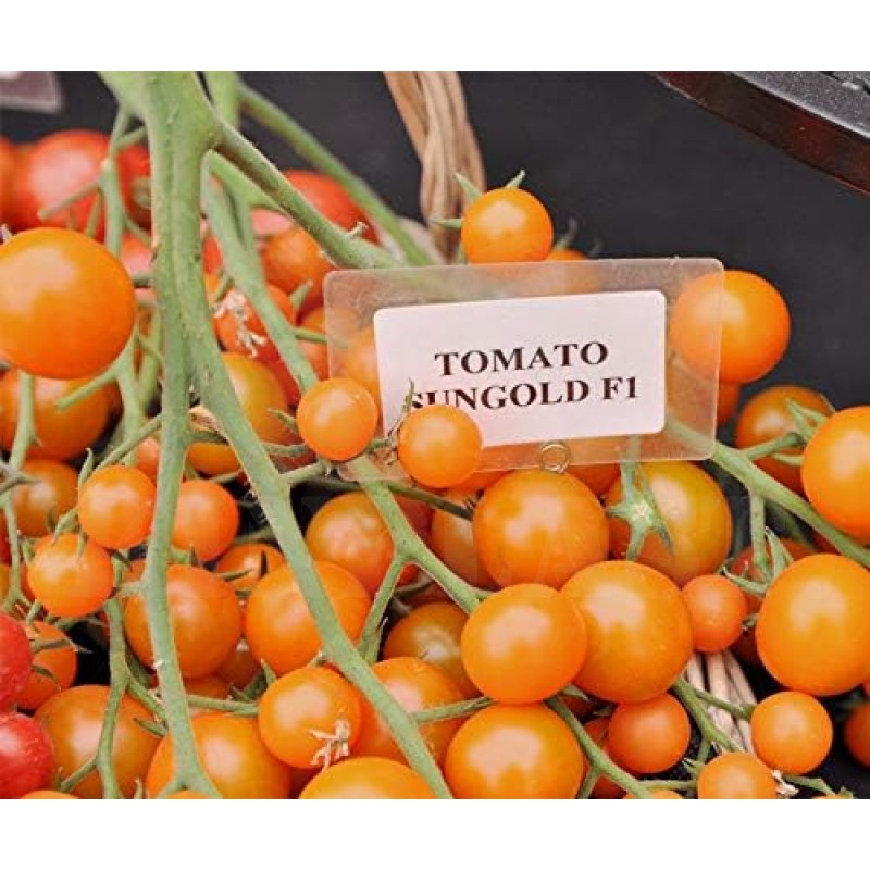 Rajčata Sungold F1 Cherry - Sada BIO semen, rajčat z biologického zemědělství, sada na zahradu,  pro skleník a záhon