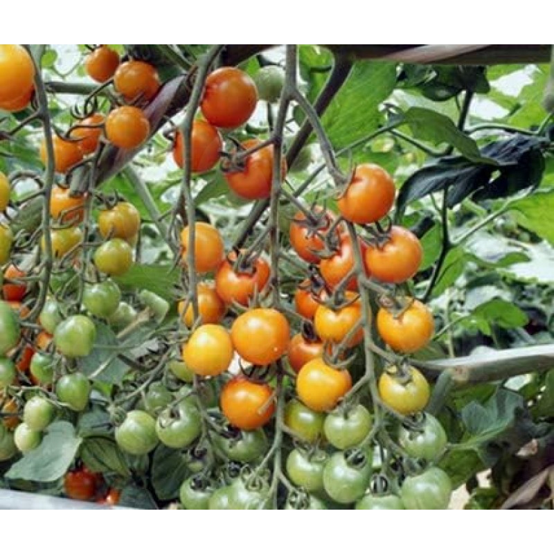 Rajčata Sungold F1 Cherry - Sada BIO semen, rajčat z biologického zemědělství, sada na zahradu,  pro skleník a záhon