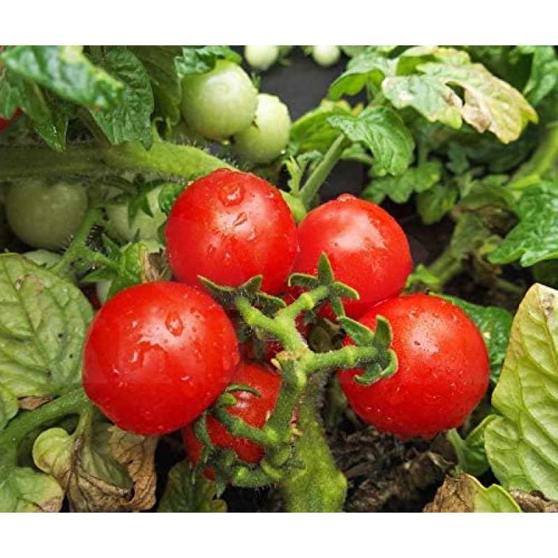 Rajčata Tomfall - Sada BIO semen, rajčat z biologického zemědělství, sada na balkon,  pro truhlík a květináč