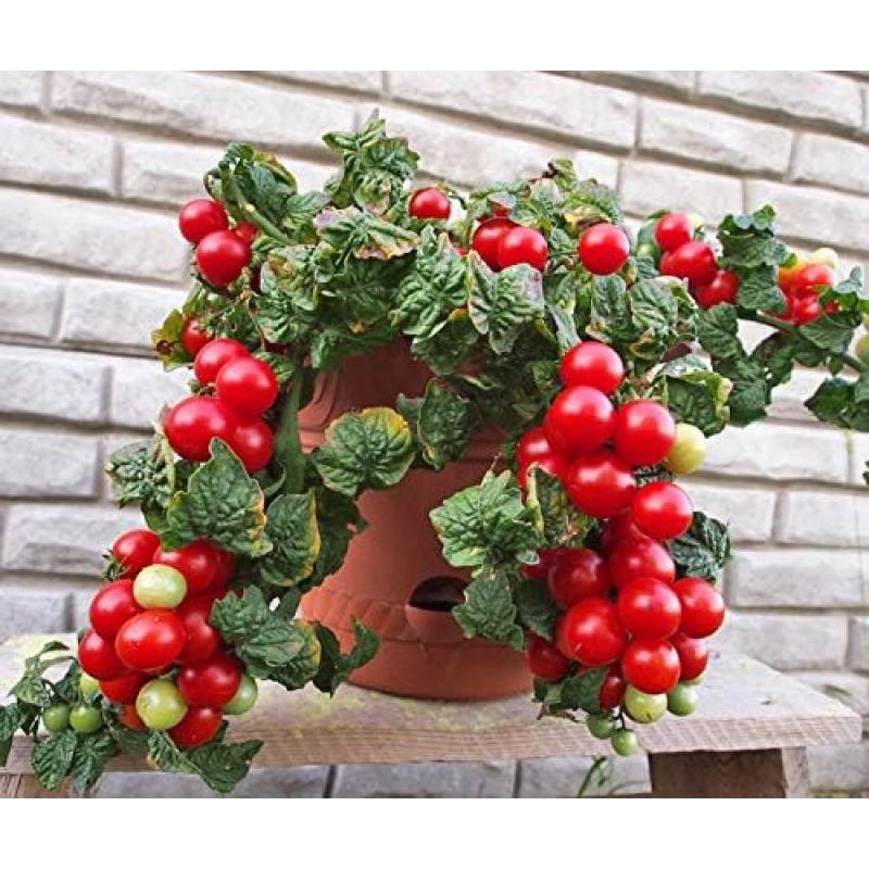 Rajčata Tomfall - Sada BIO semen, rajčat z biologického zemědělství, sada na balkon,  pro truhlík a květináč