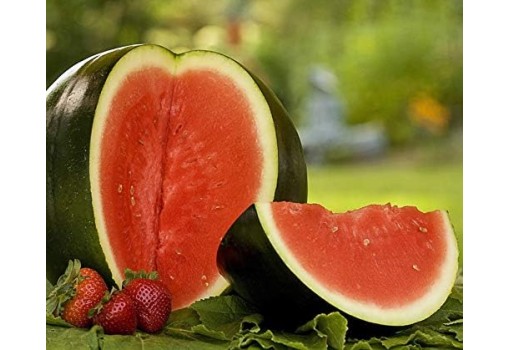Jak pěstovat vodní a sladký meloun ve vaší zahradě