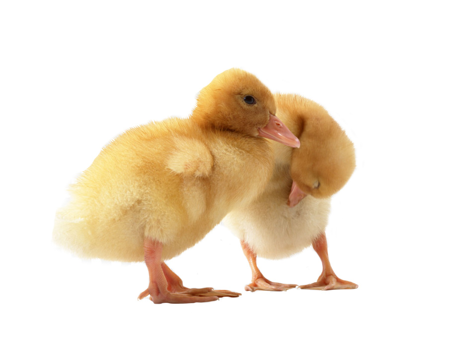 Infražárovka ohřev kuřat a křepelek