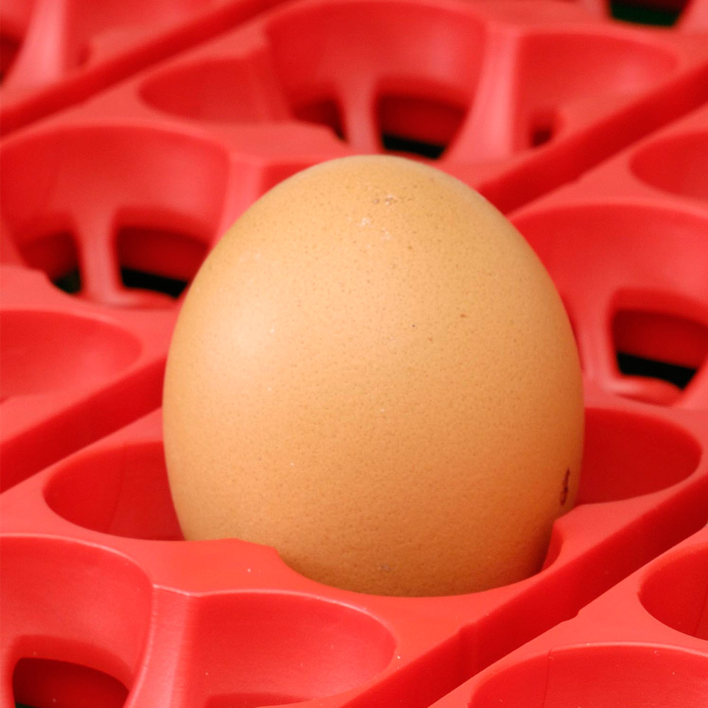 Otáčení vajec do líhně