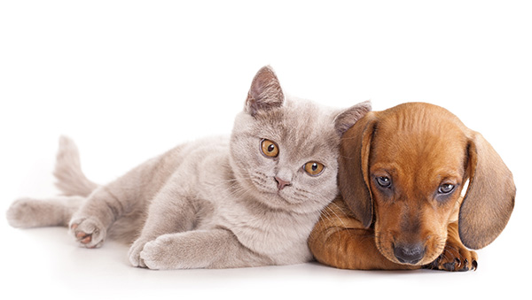 Chovatelské potřeby pro psy a kočky