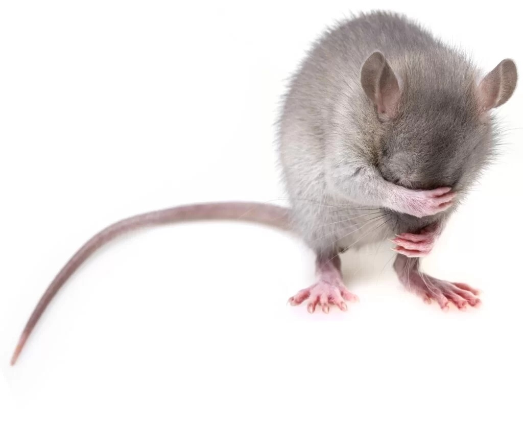 Chov křečka a myší 